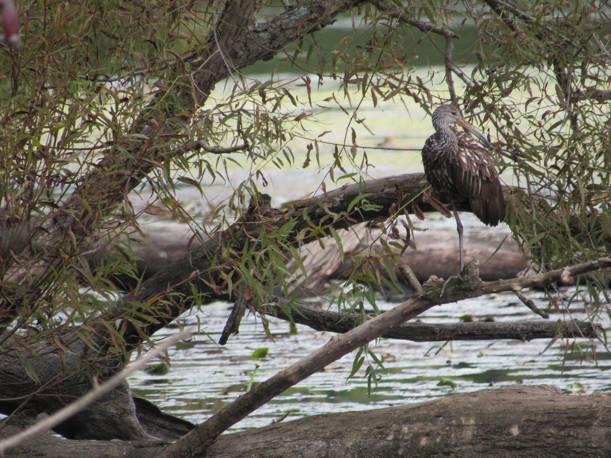 Limpkin - ML609833000