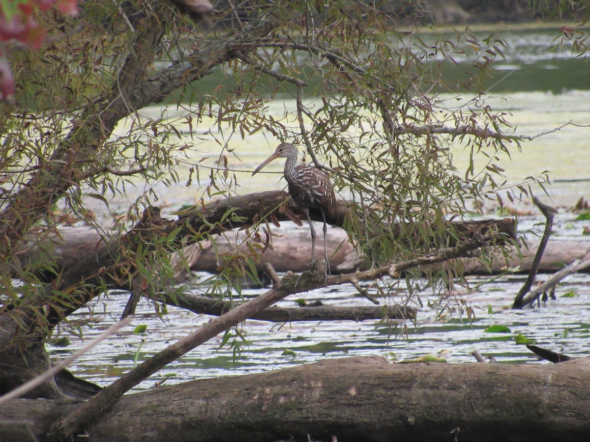 Limpkin - ML609833001