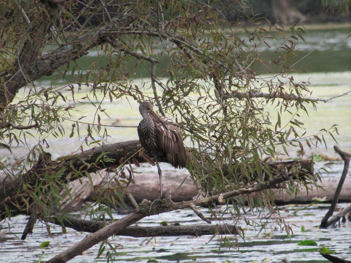 Limpkin - Elliot Nelson