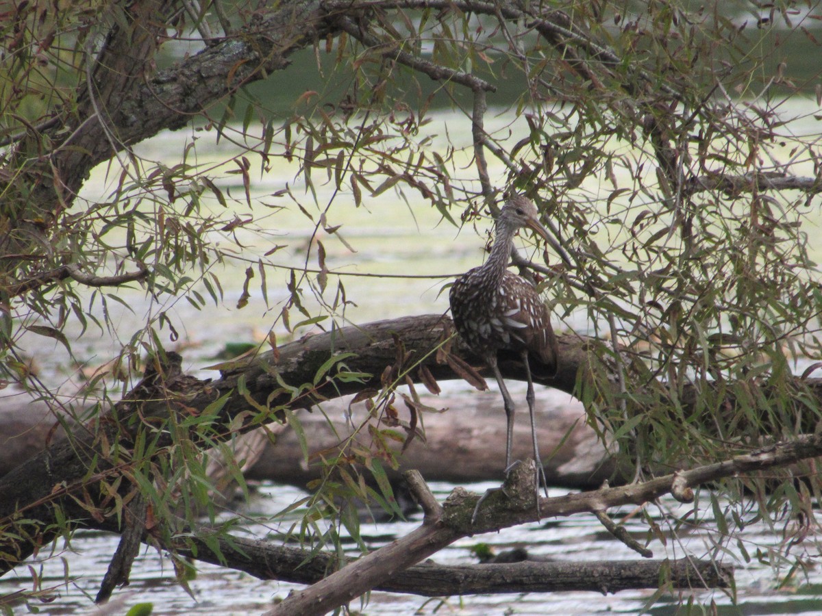 Limpkin - ML609833003