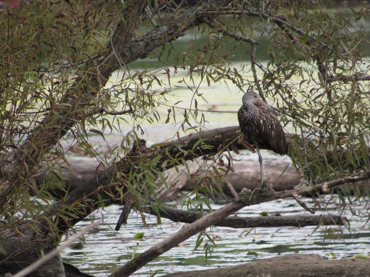 Limpkin - ML609833004