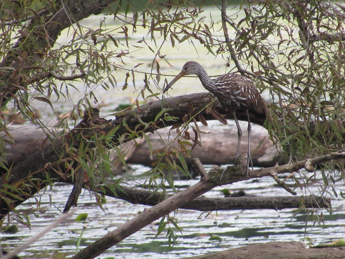 Limpkin - ML609833005