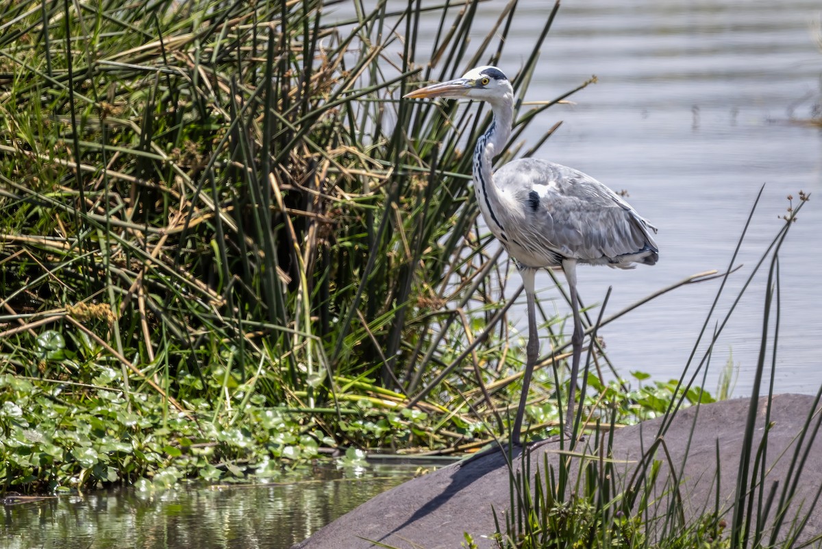 Gray Heron - ML609833007