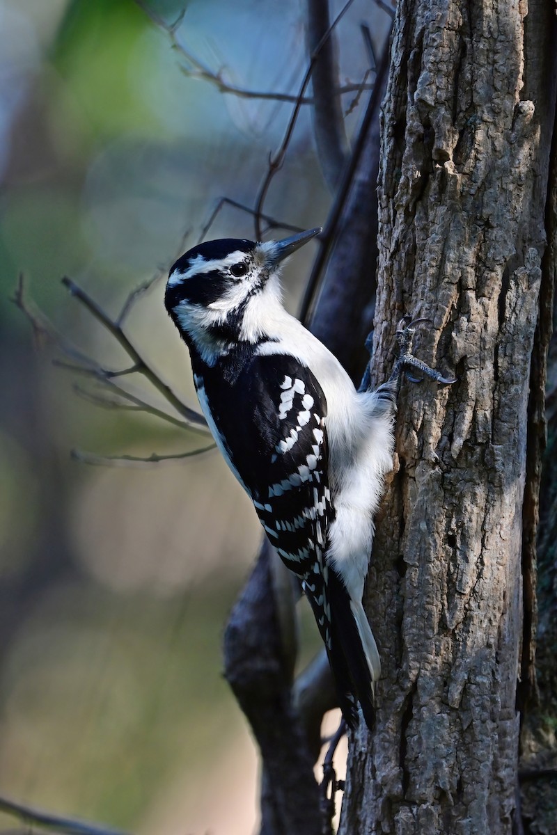 Hairy Woodpecker - Eileen Gibney