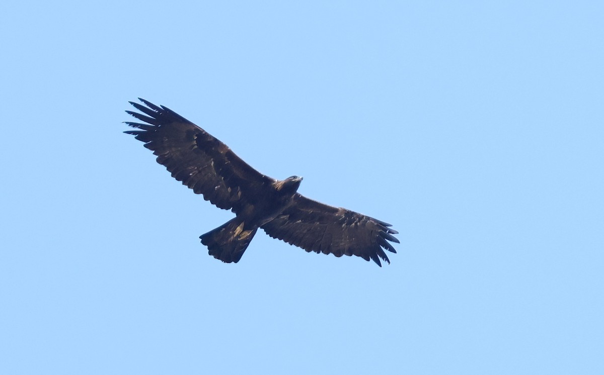 Águila Real - ML609833048