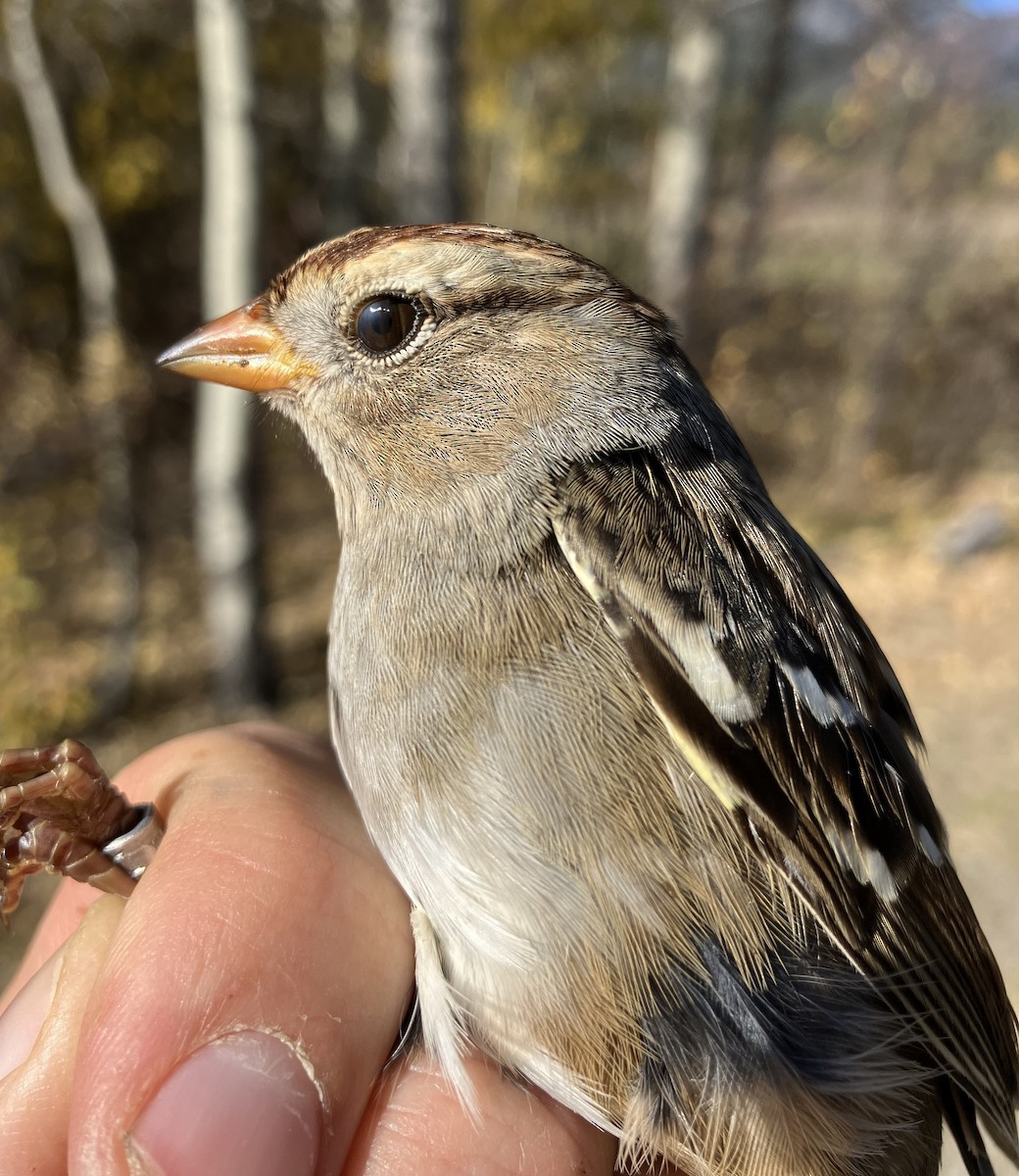 strnadec bělopásý (ssp. gambelii) - ML609833110