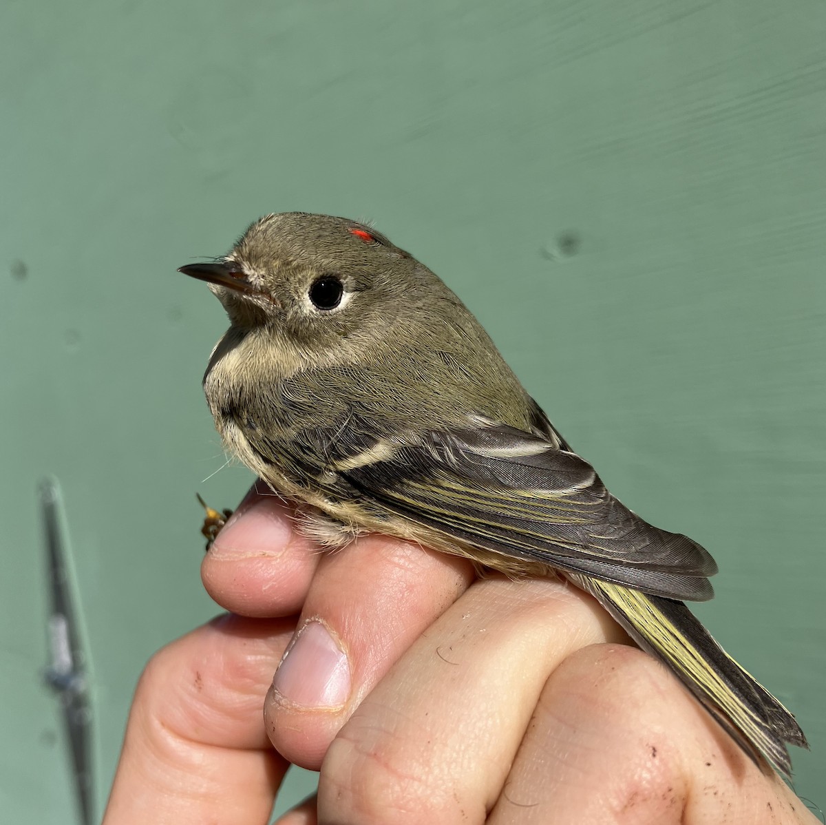 Ruby-crowned Kinglet - ML609833160