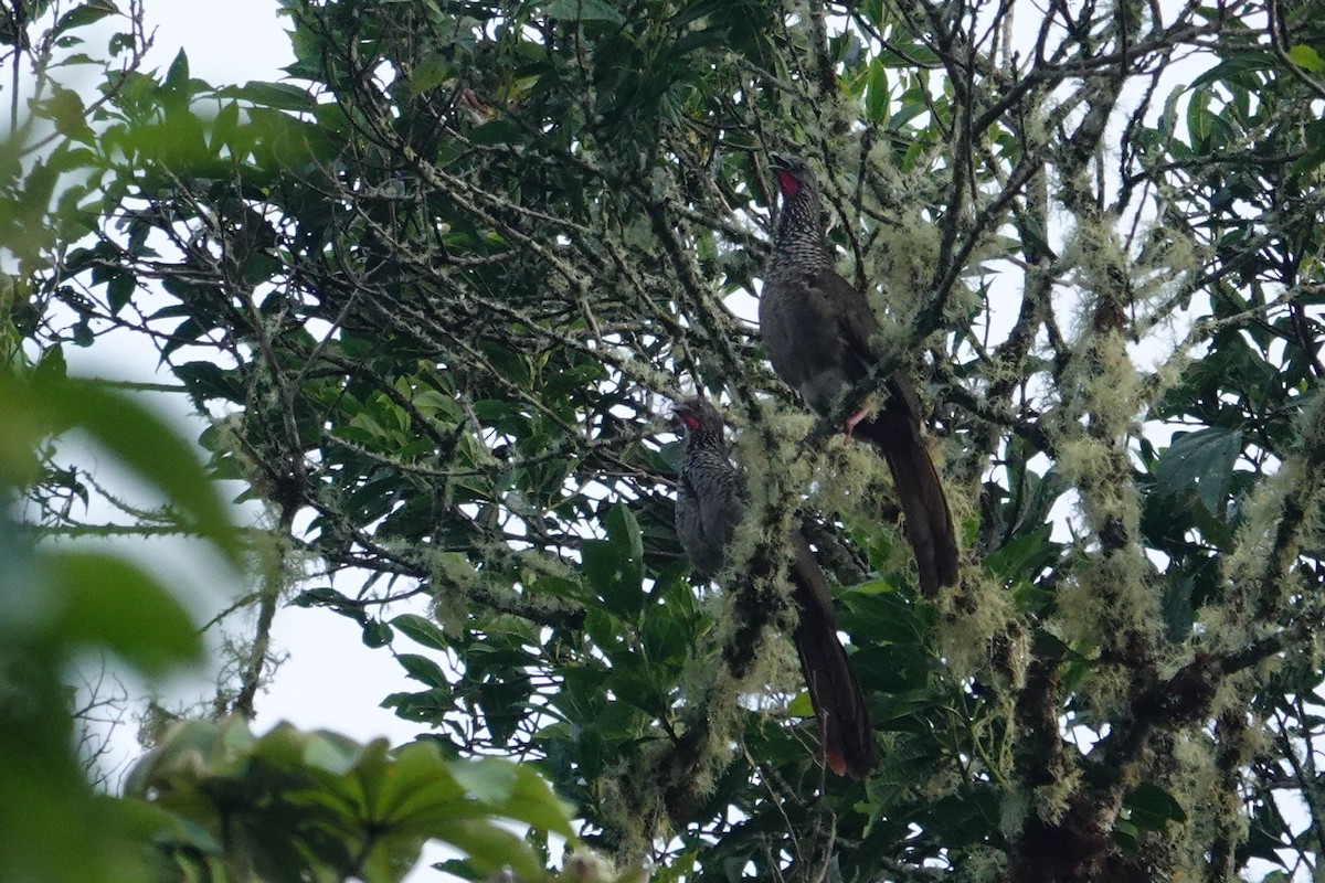 Speckled Chachalaca - ML609833249