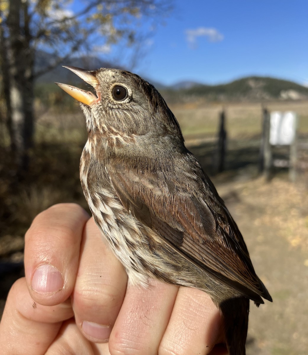 Fox Sparrow (Sooty) - ML609833257