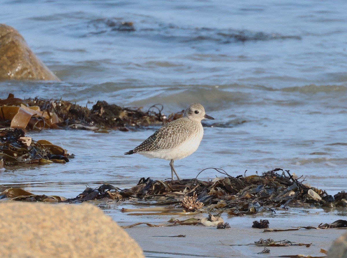 Black-bellied Plover - ML609833267