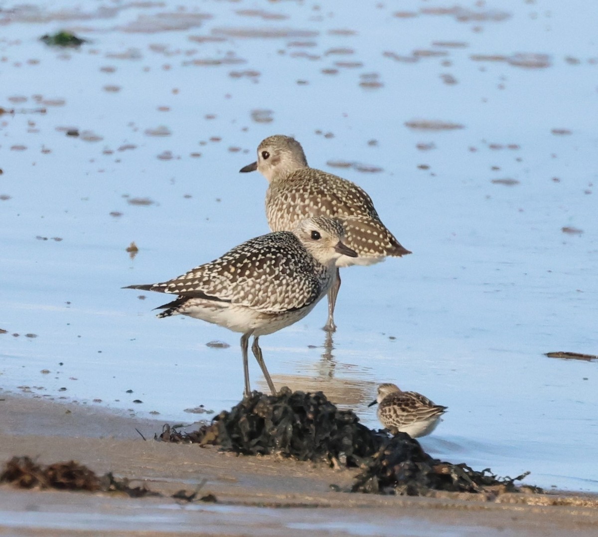 Black-bellied Plover - ML609833268