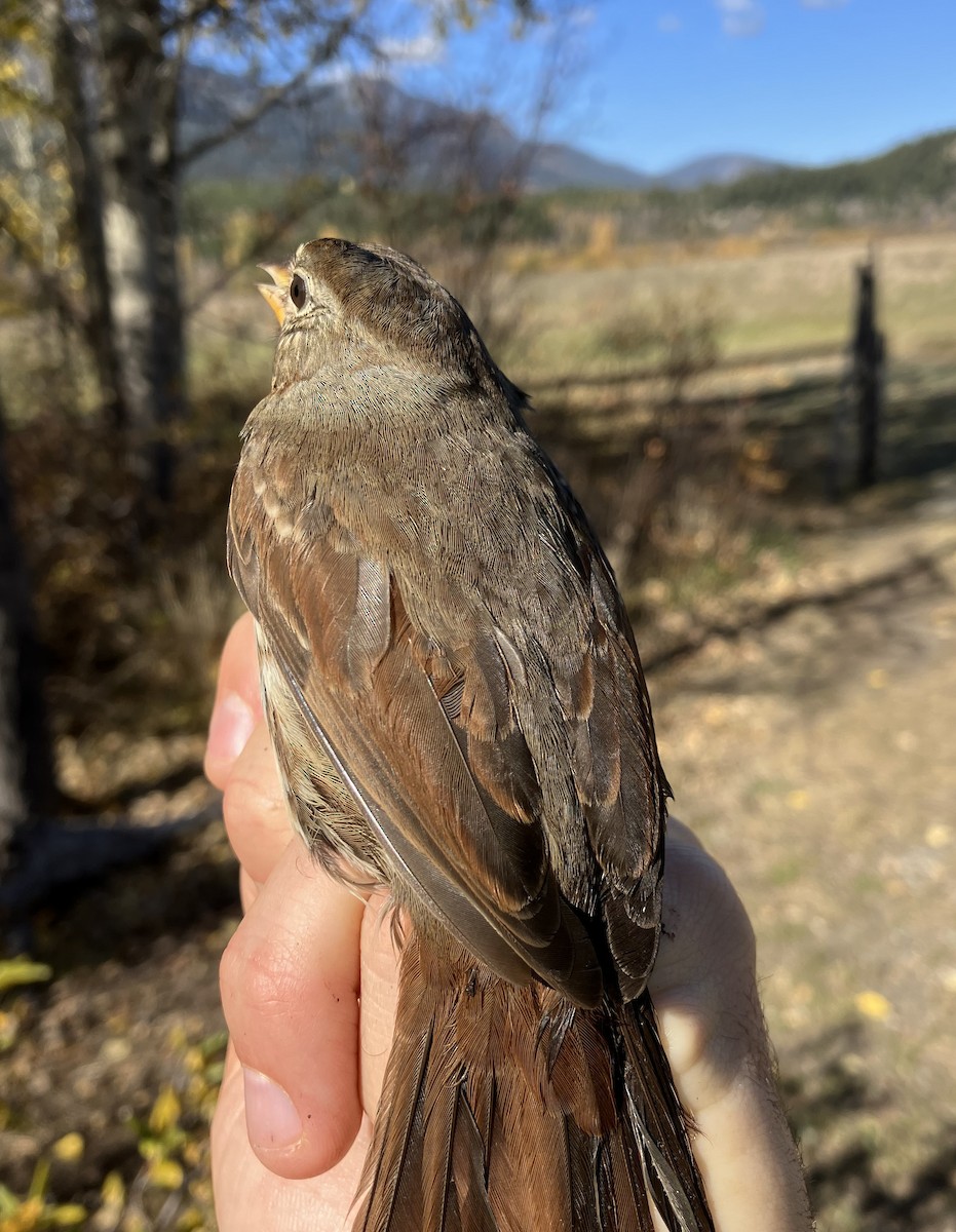 Fox Sparrow (Sooty) - Sachi Snively