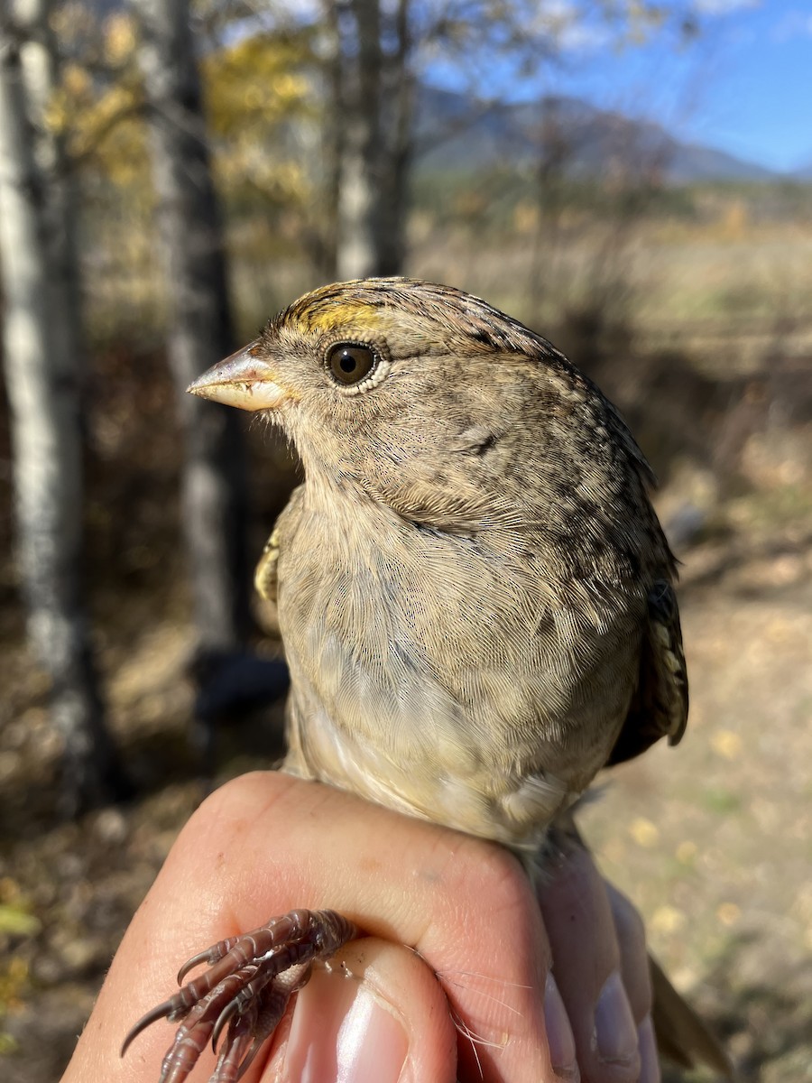 Golden-crowned Sparrow - Sachi Snively