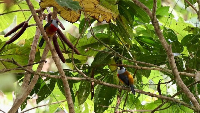 Toucan Barbet - ML609833407