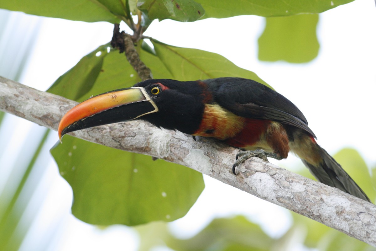 Fiery-billed Aracari - Luke Seitz