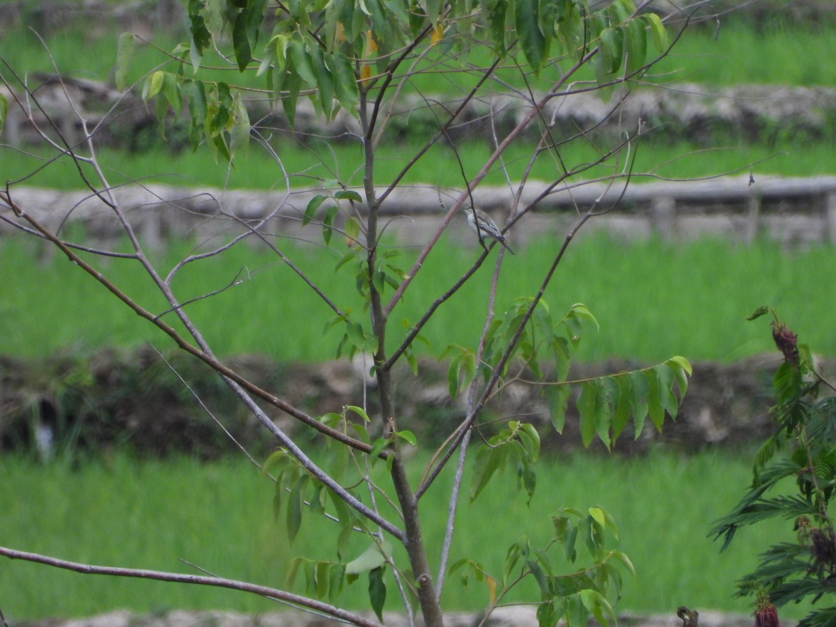 White-rumped Triller - Marcie  Jacklin