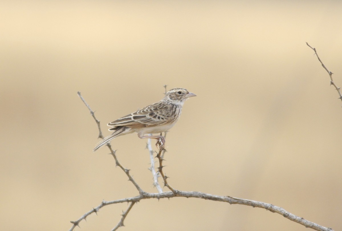 Singing Bushlark - Thomas Plath