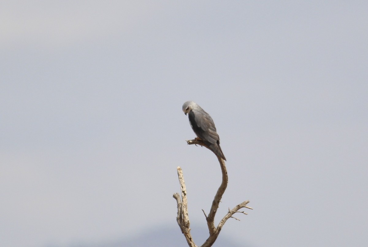 Scissor-tailed Kite - Thomas Plath