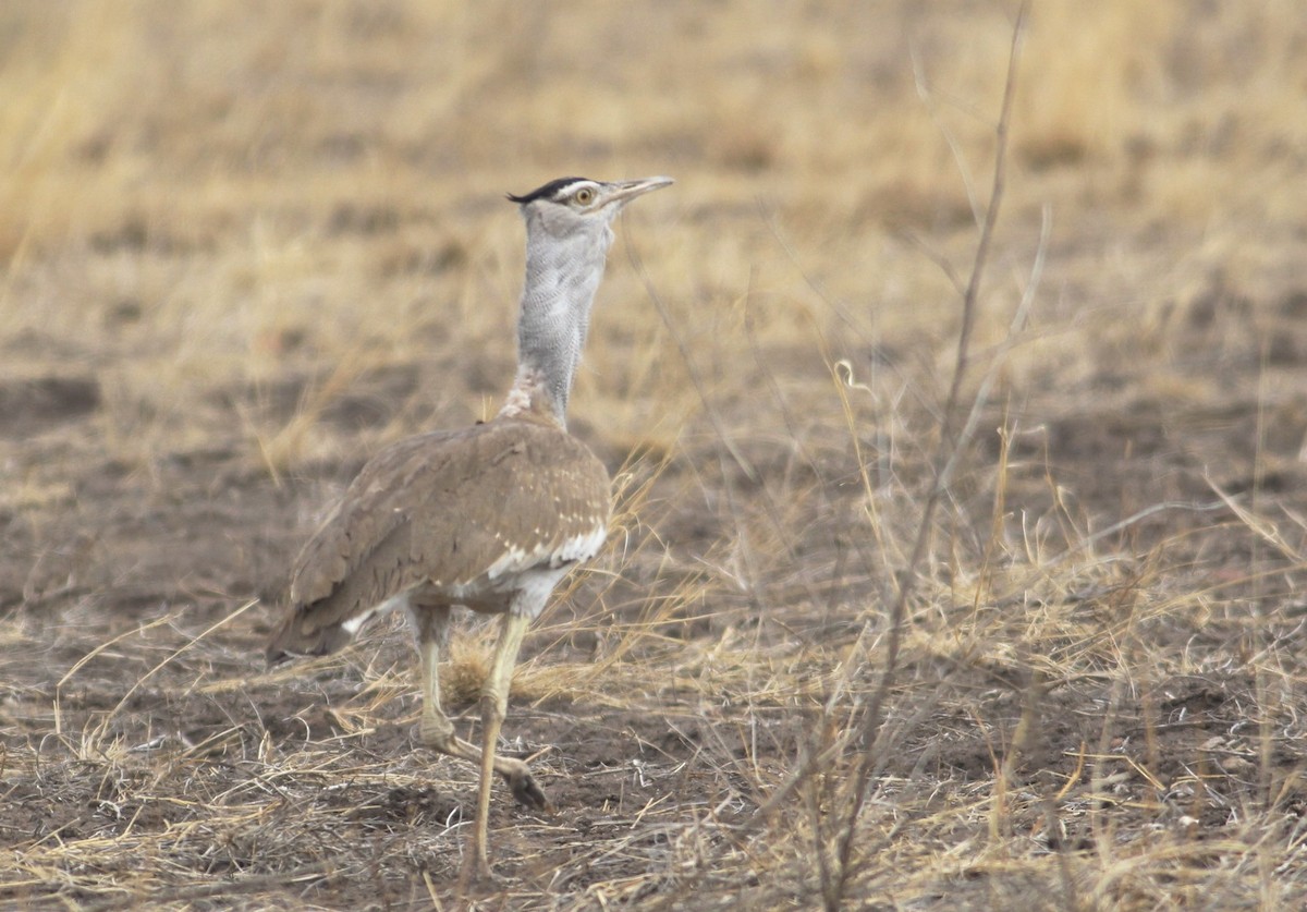 Arabian Bustard - Thomas Plath