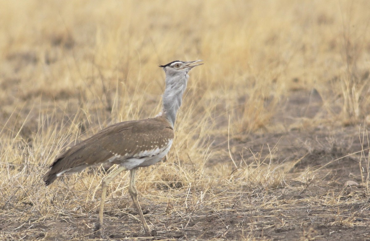 Arabian Bustard - Thomas Plath