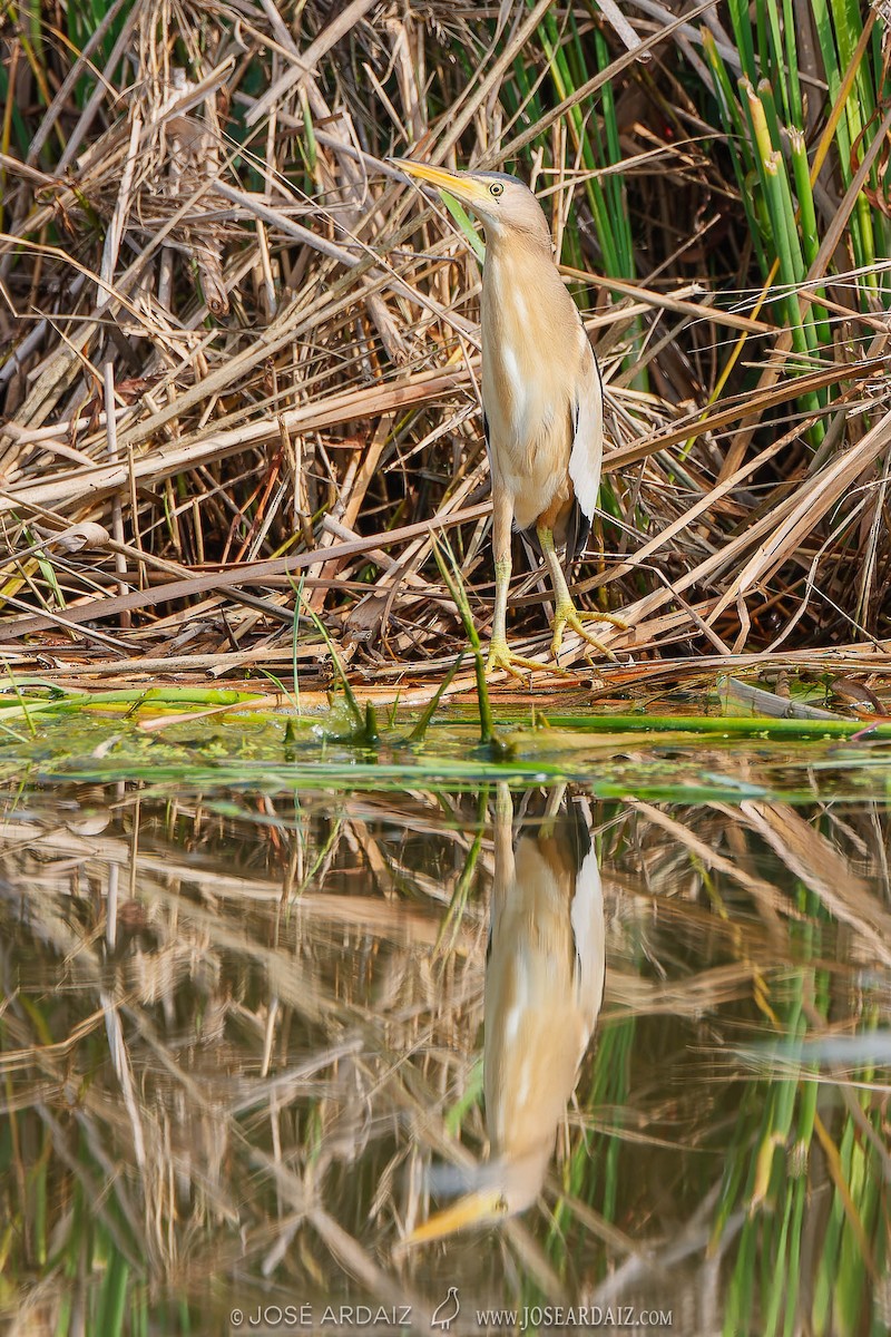 Little Bittern - ML609833899