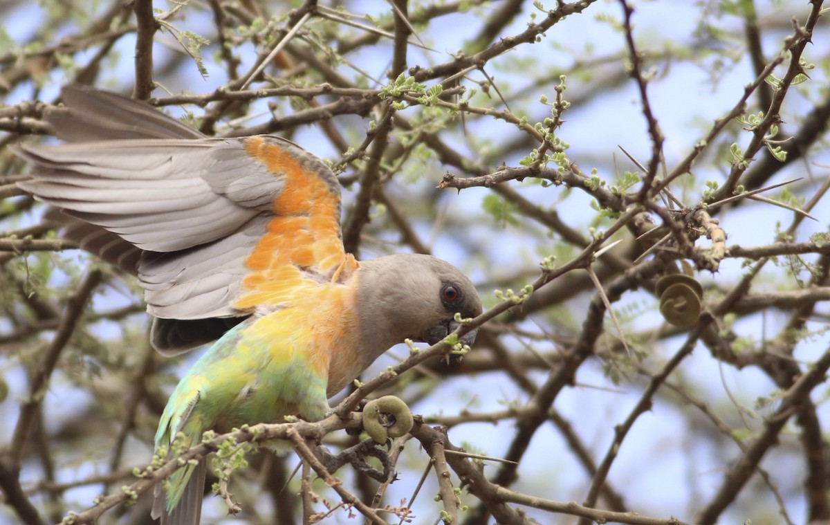 Kırmızı Karınlı Senegal Papağanı - ML609833986