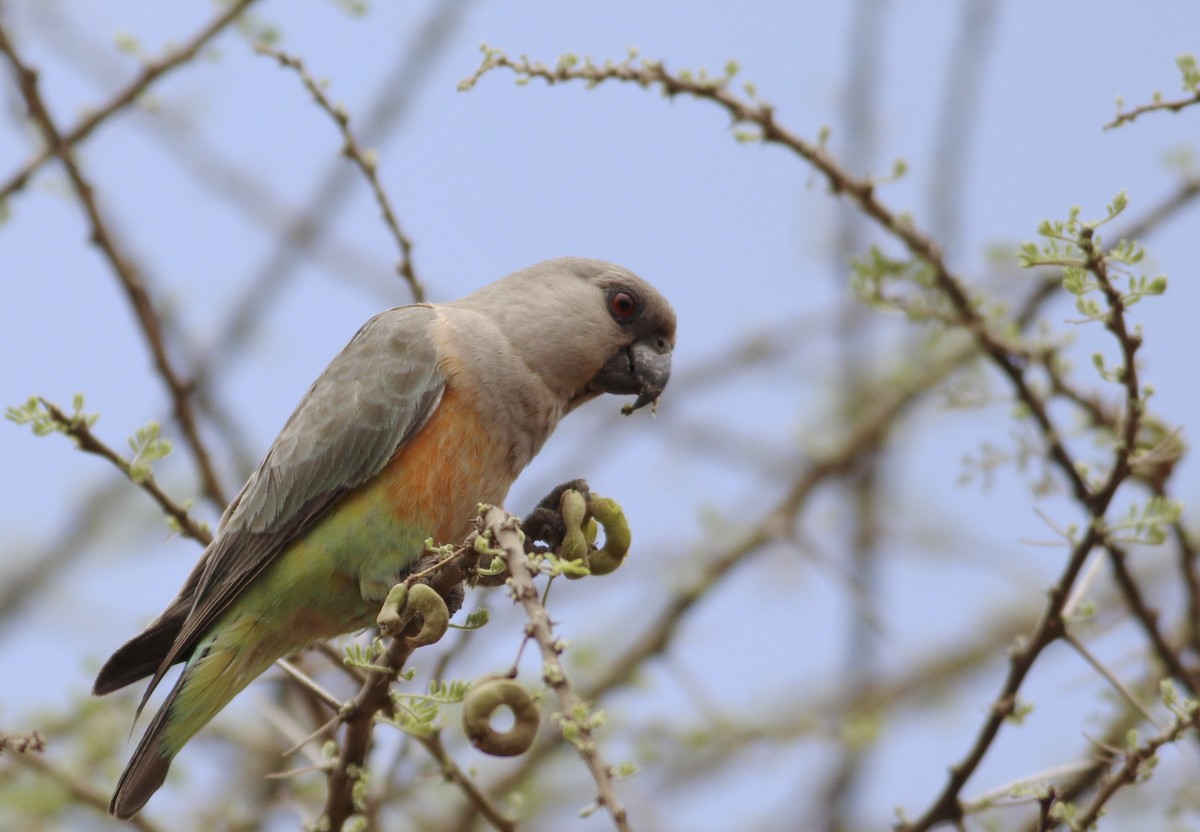 Kırmızı Karınlı Senegal Papağanı - ML609833988