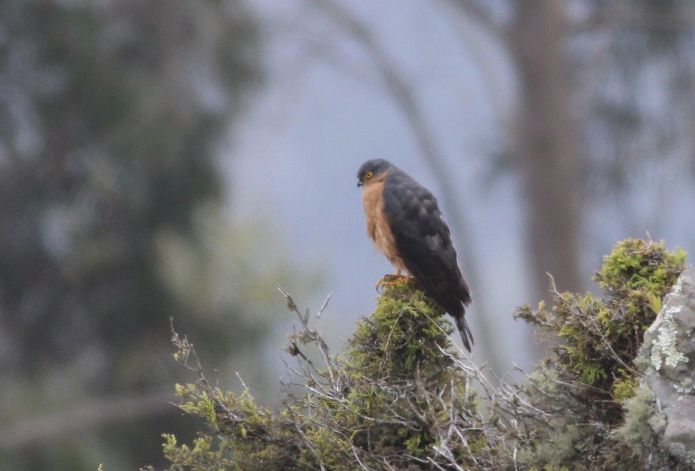 African Goshawk - ML609834189