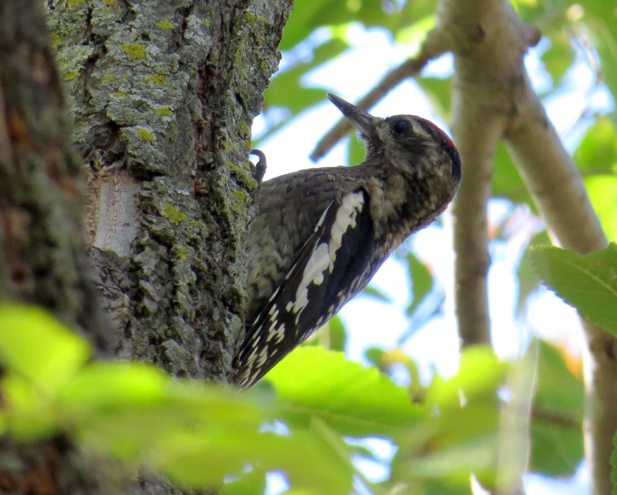 Yellow-bellied Sapsucker - Pam Campbell