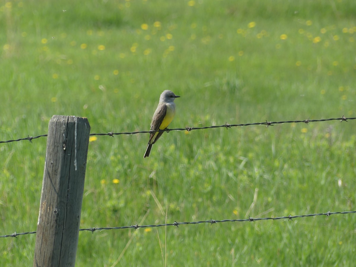 Western Kingbird - ML609834262