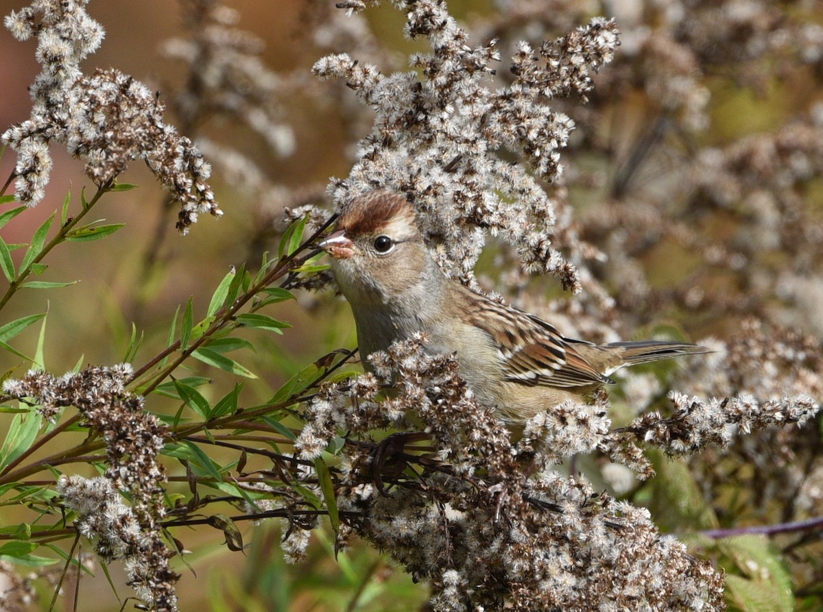 White-crowned Sparrow - ML609834287