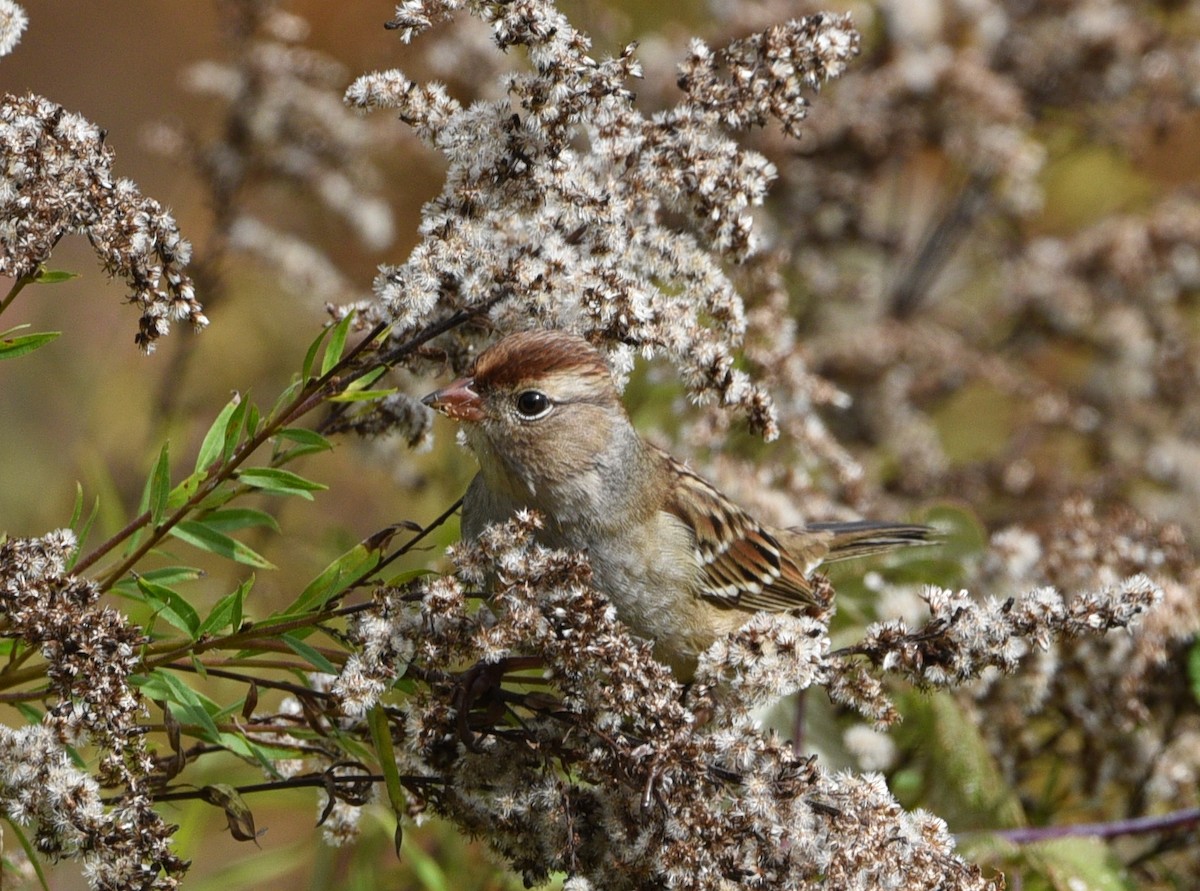 White-crowned Sparrow - ML609834288