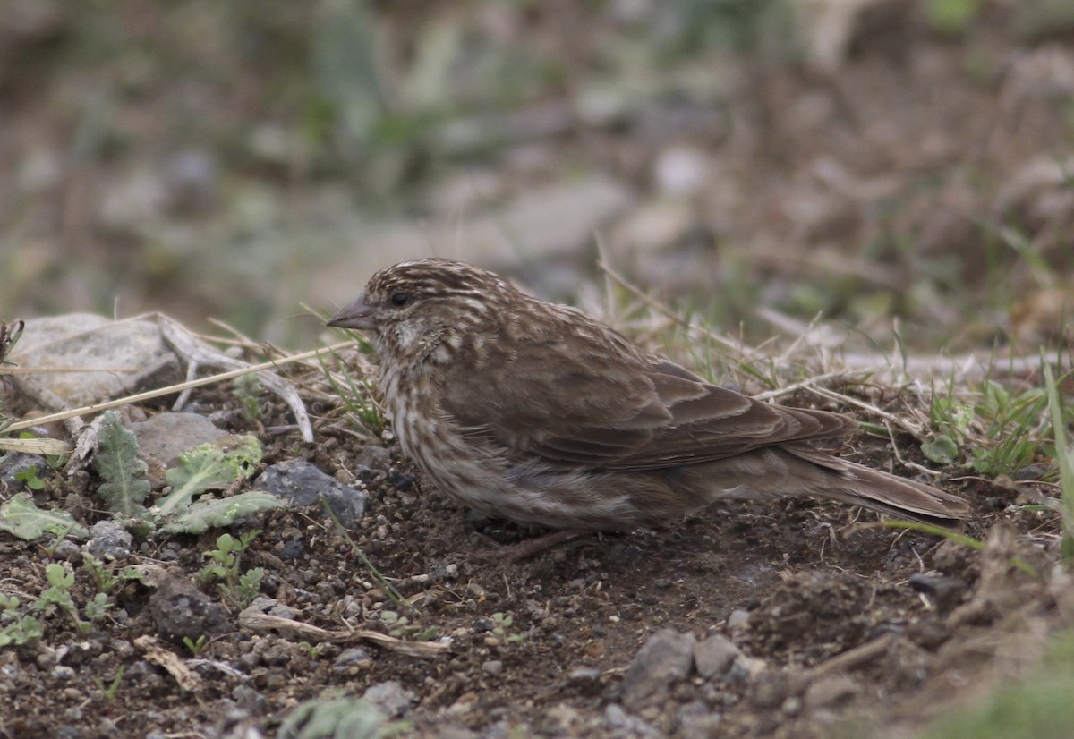 Ankober Serin - Thomas Plath