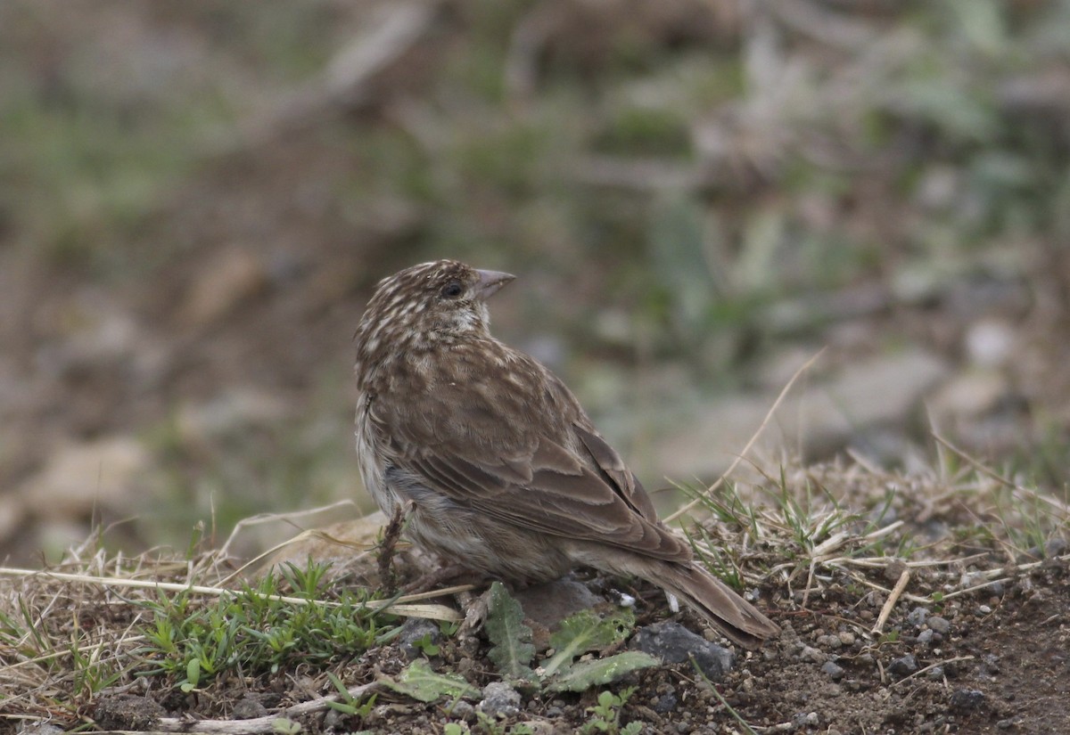 Serin d'Ankober - ML609834370