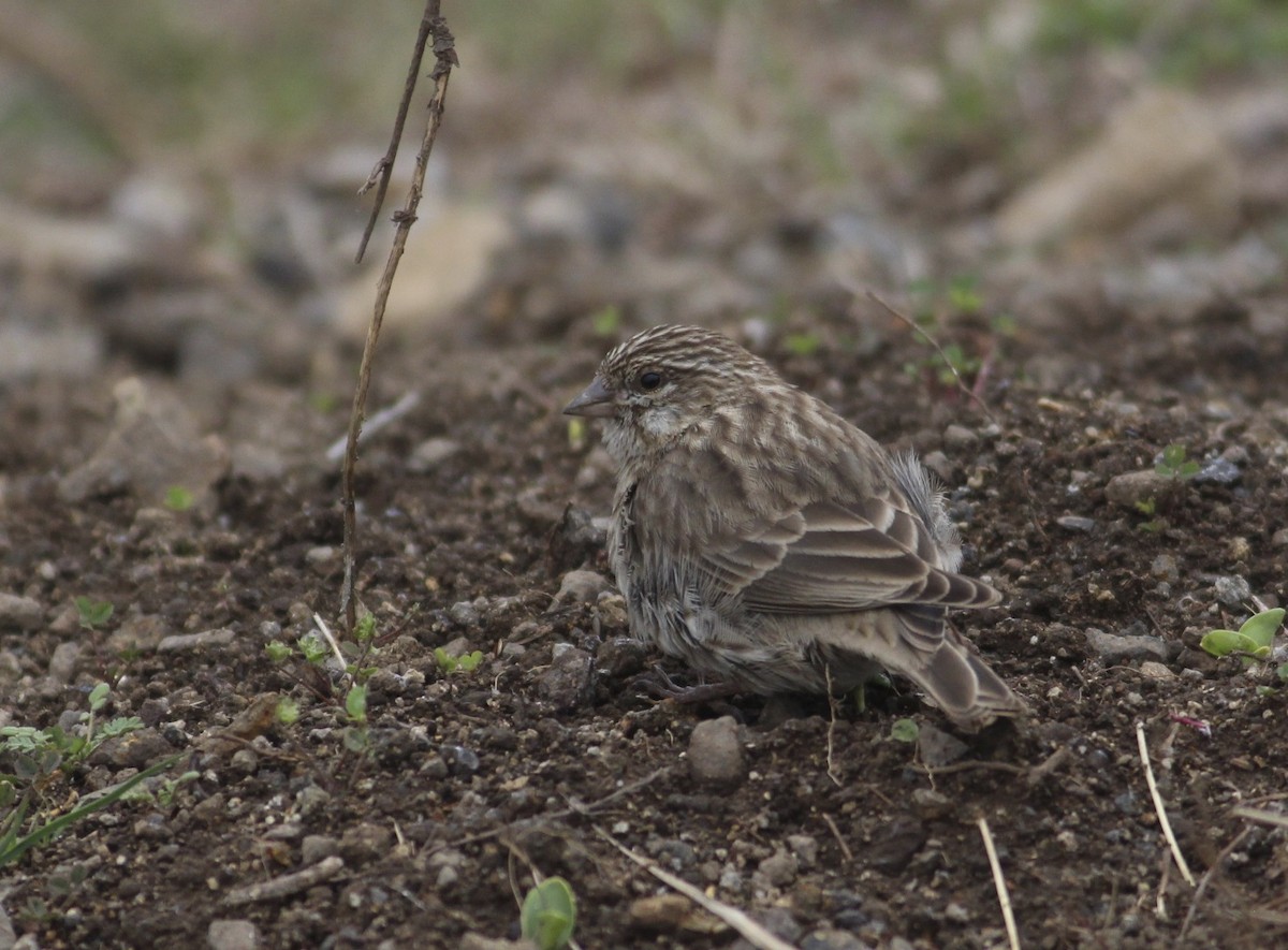 Ankober Serin - Thomas Plath