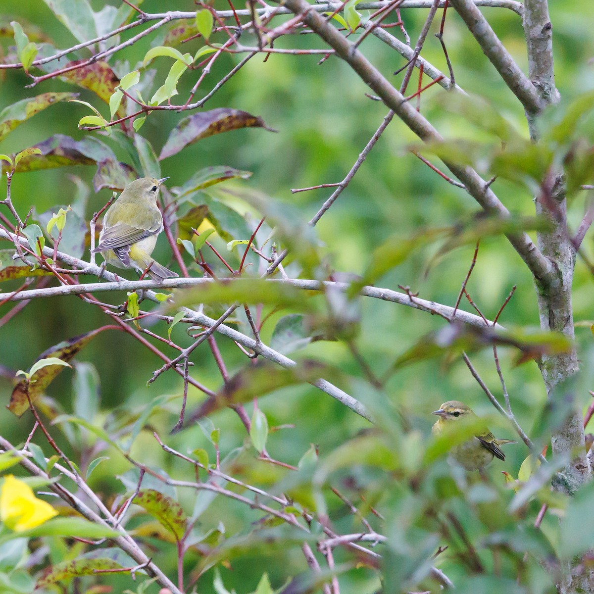 Tennessee Warbler - ML609834378