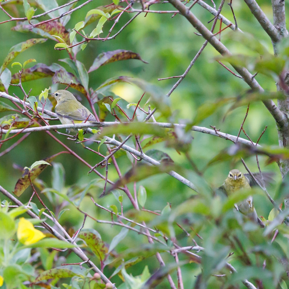 Tennessee Warbler - ML609834380