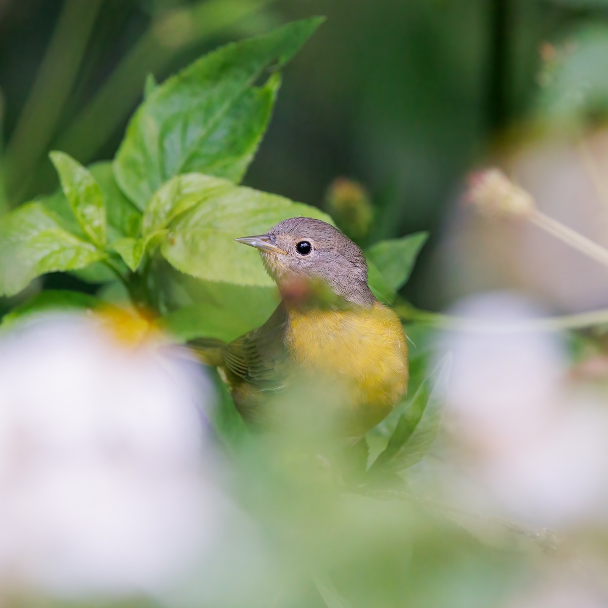 Nashville Warbler - ML609834416