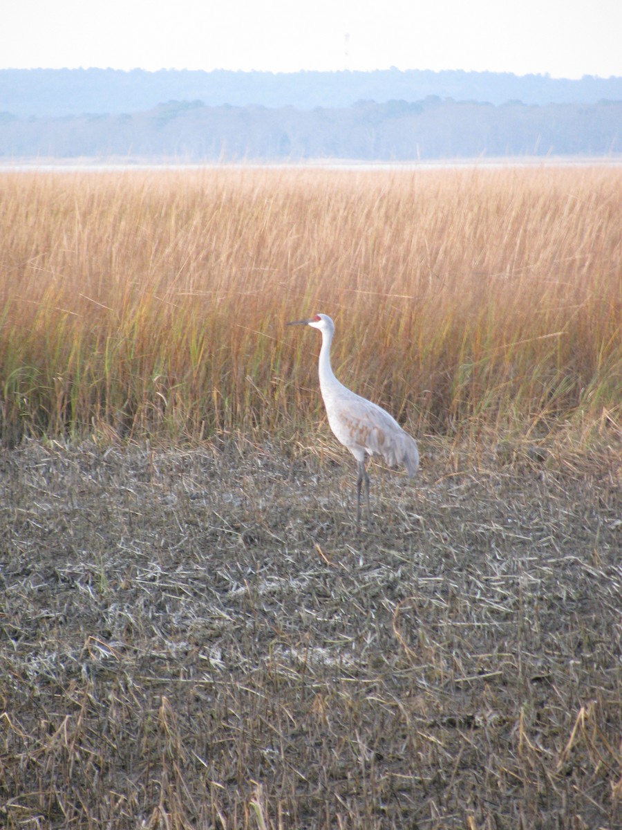 Sandhill Crane - ML609834527