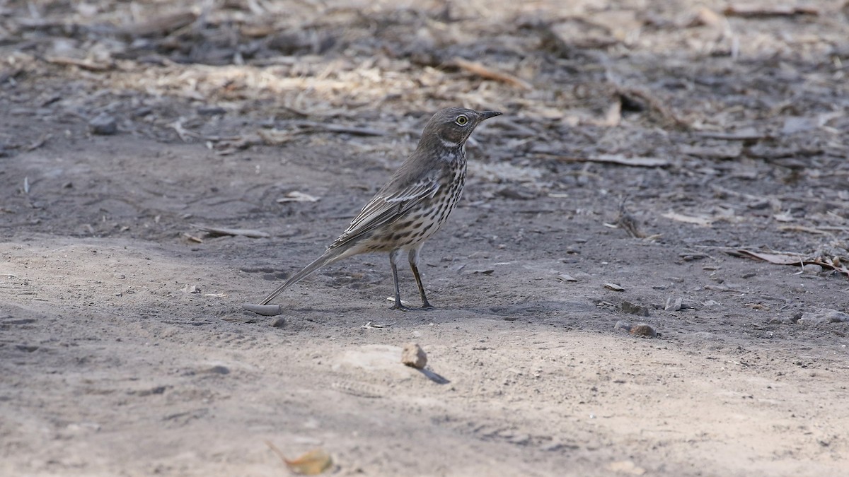 Sage Thrasher - ML609834586