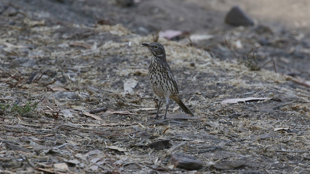 Sage Thrasher - ML609834587