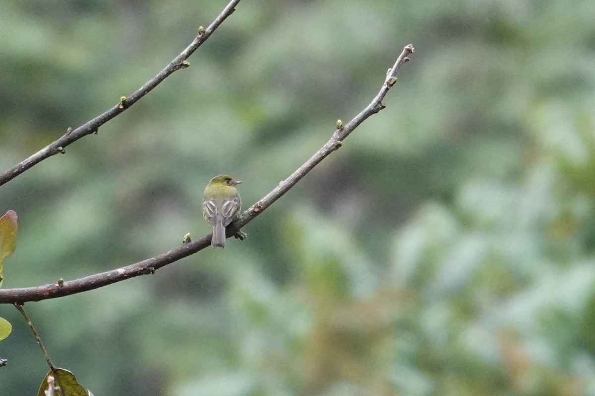 Olive Flycatcher - Vincent Rufray