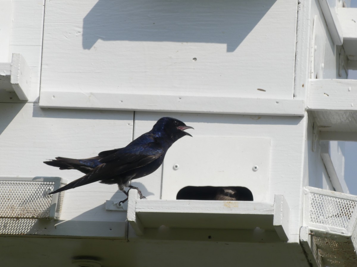 Purple Martin - ML609834627