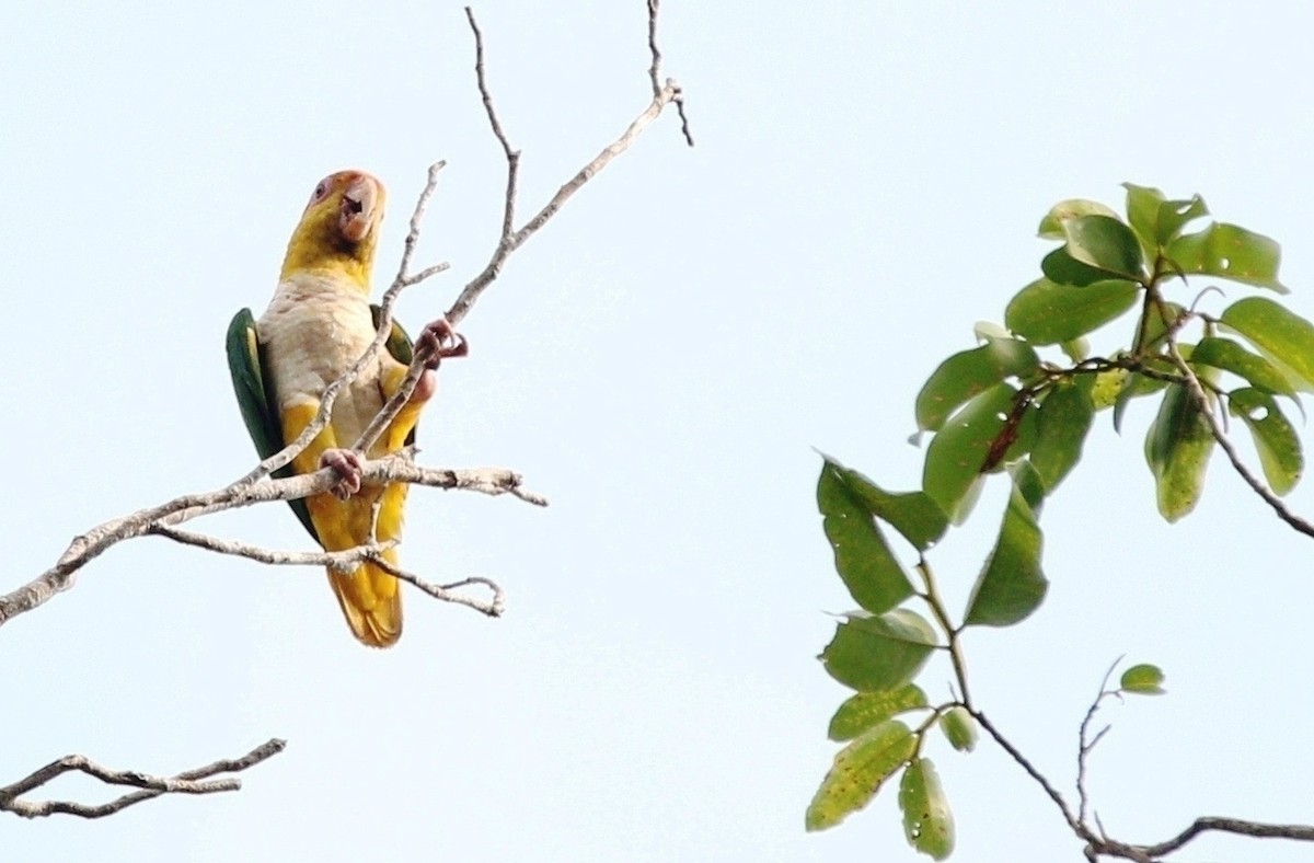 amazónek bělobřichý (ssp. leucogaster) - ML609834820