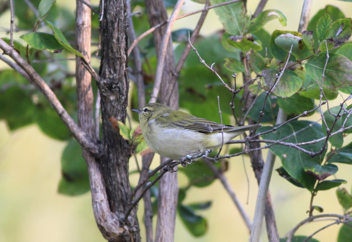 Tennessee Warbler - ML609834828