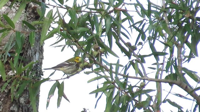 Black-throated Green Warbler - ML609834831