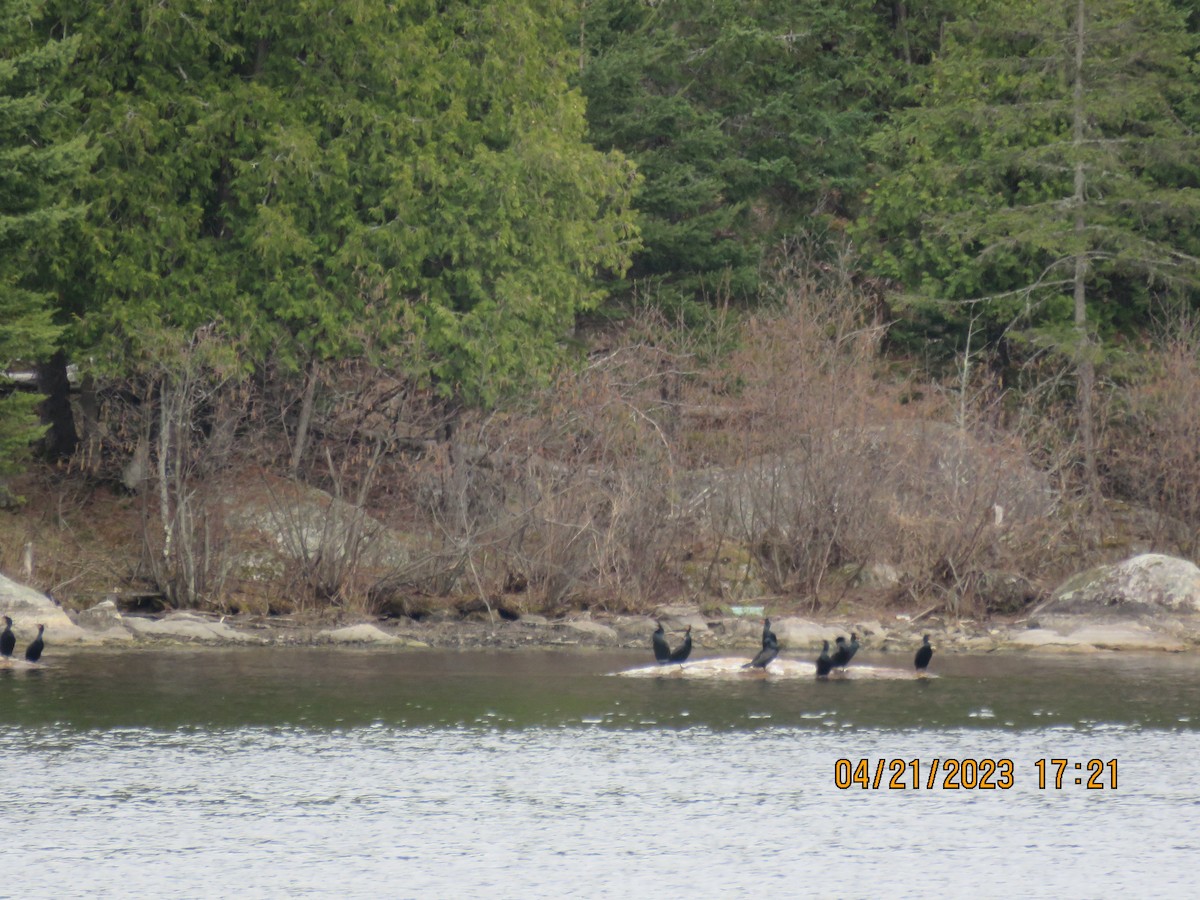 Double-crested Cormorant - ML609834869