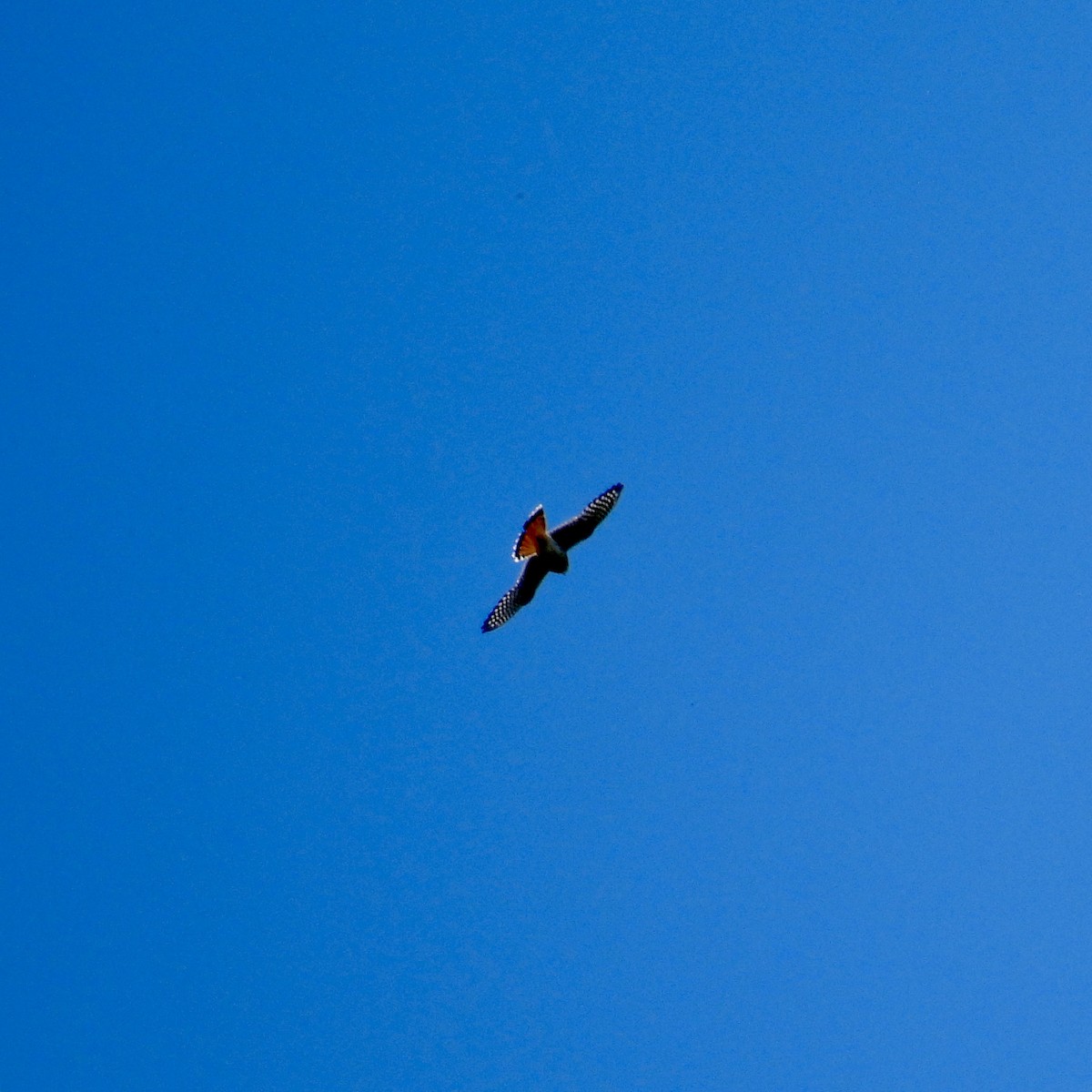 American Kestrel - ML609834904