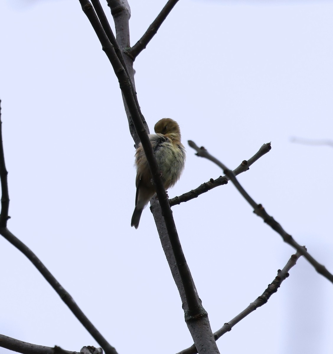 American Goldfinch - Marie Provost