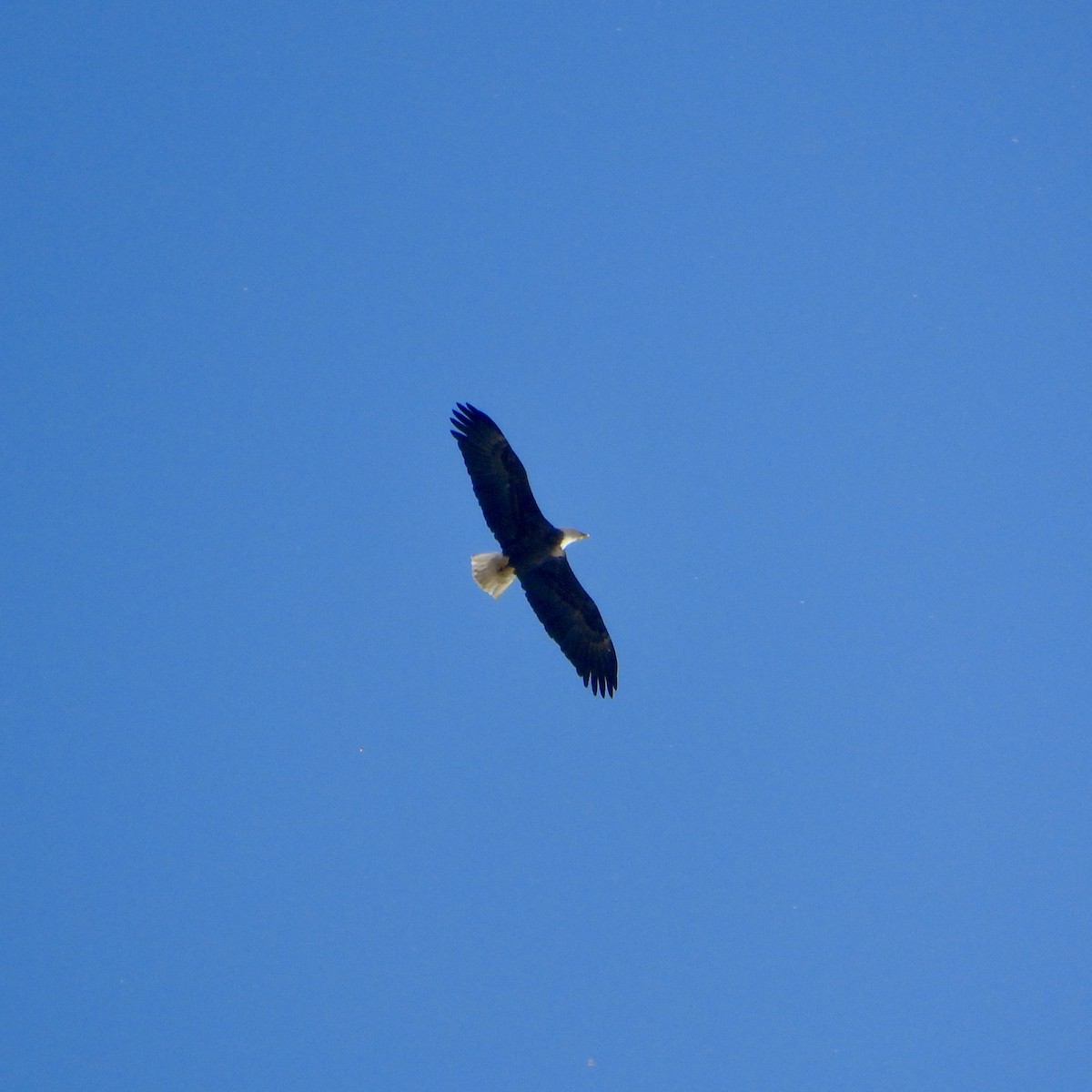 Bald Eagle - Keith Eric Costley